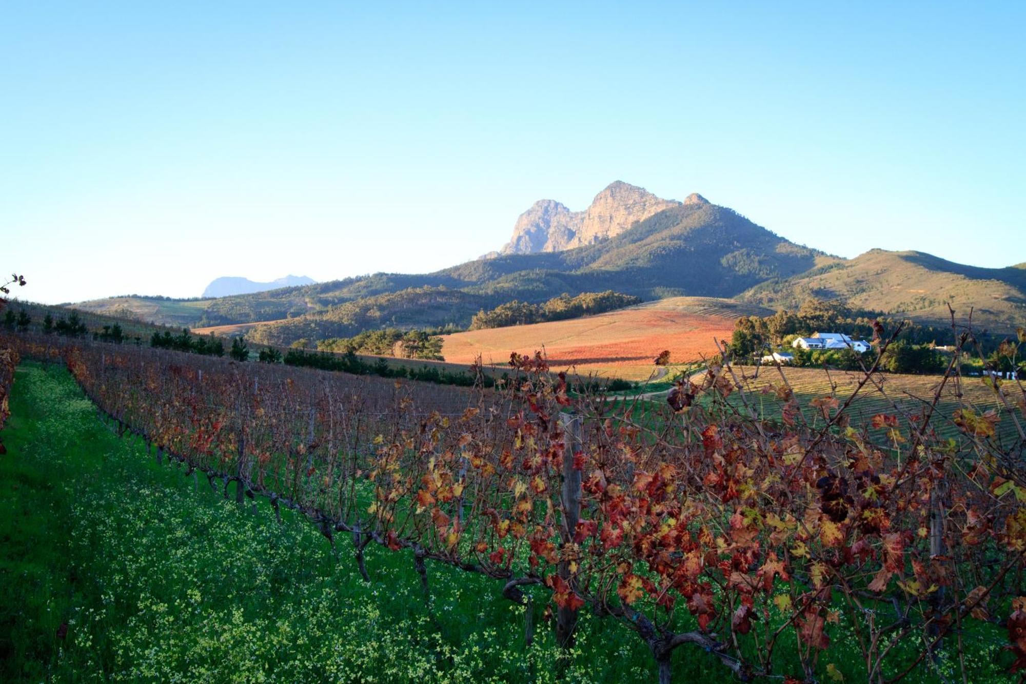 Marianne Wine Estate Bed & Breakfast Stellenbosch Luaran gambar